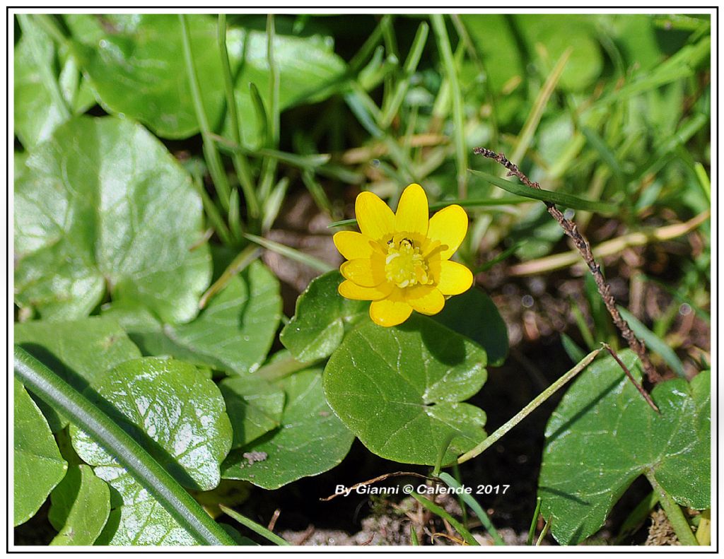 Ranunculus ficaria