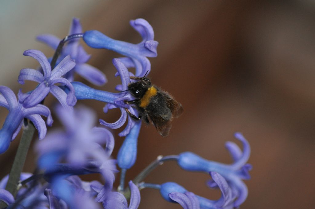 Bombus sp.