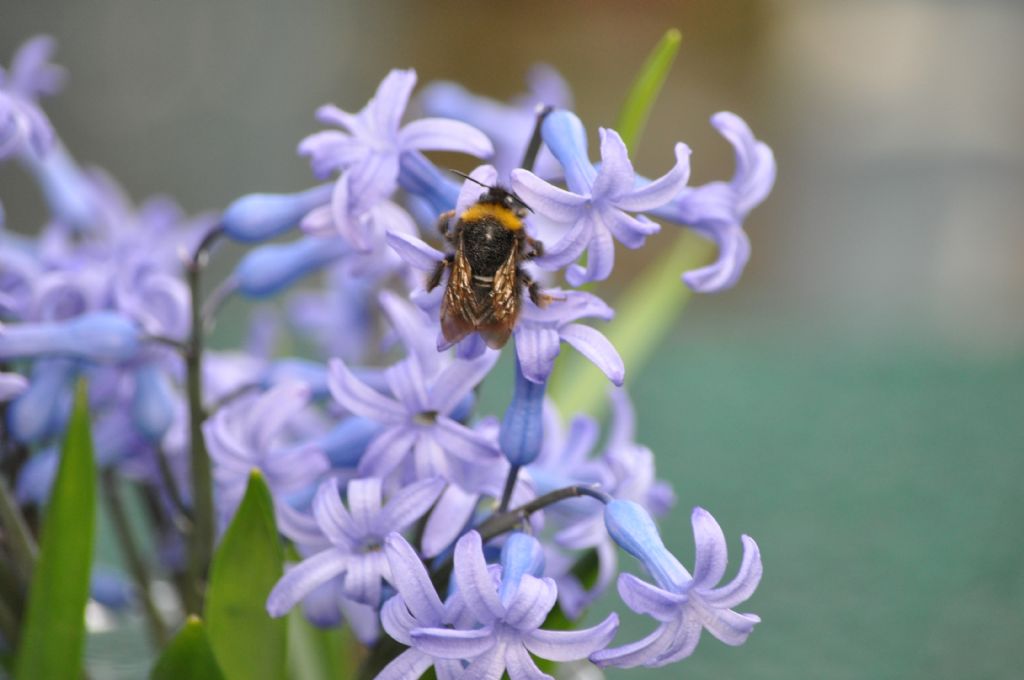 Bombus sp.