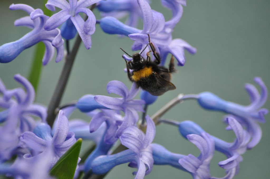 Bombus sp.