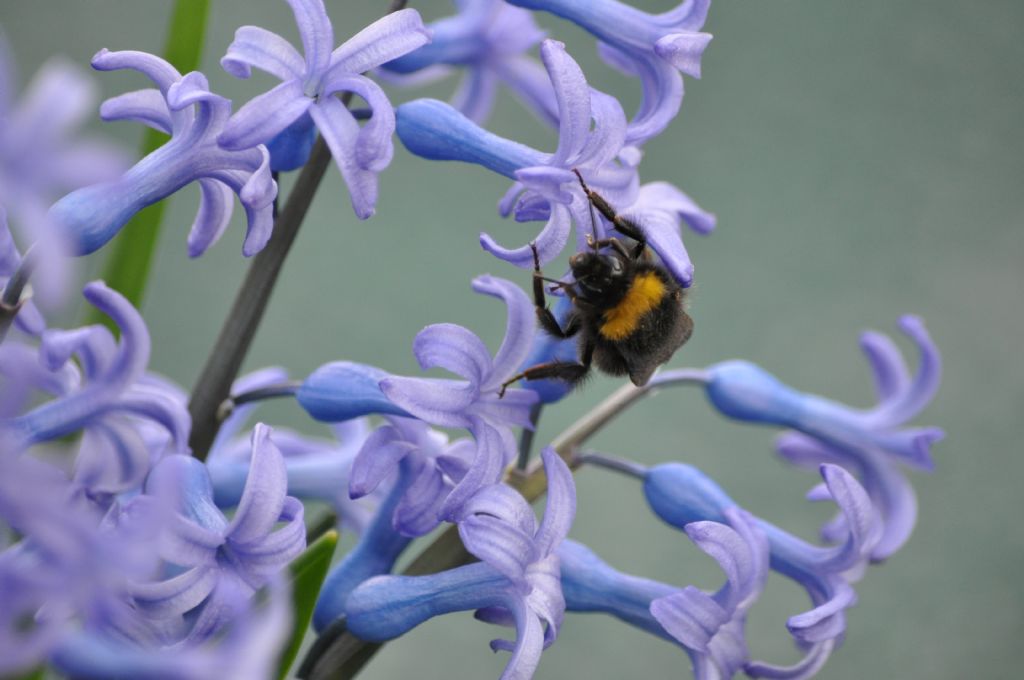 Bombus sp.