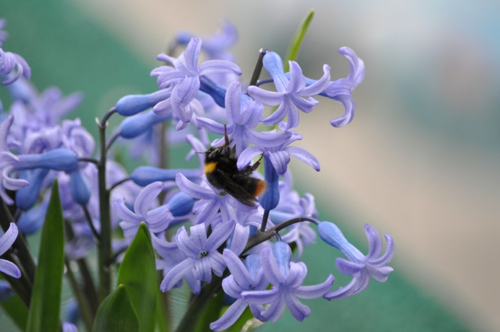 Bombus sp.