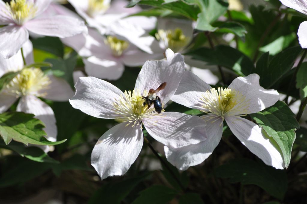 Apis mellifera nera??  No, Andrena sp. (Apidae Andreninae)