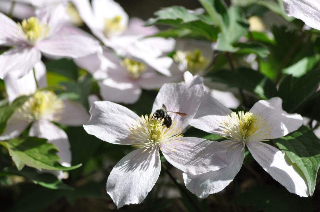 Apis mellifera nera??  No, Andrena sp. (Apidae Andreninae)