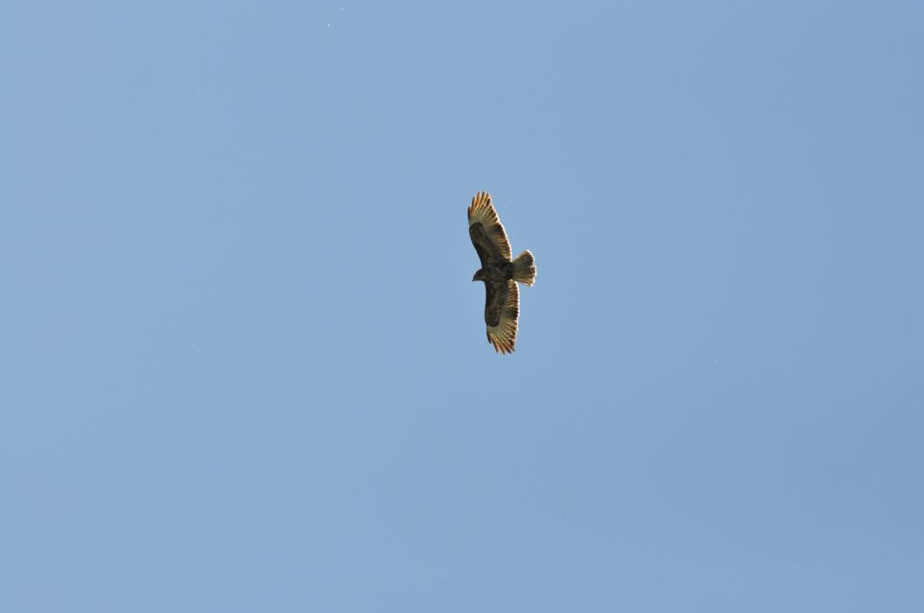 Poiana (Buteo buteo)??