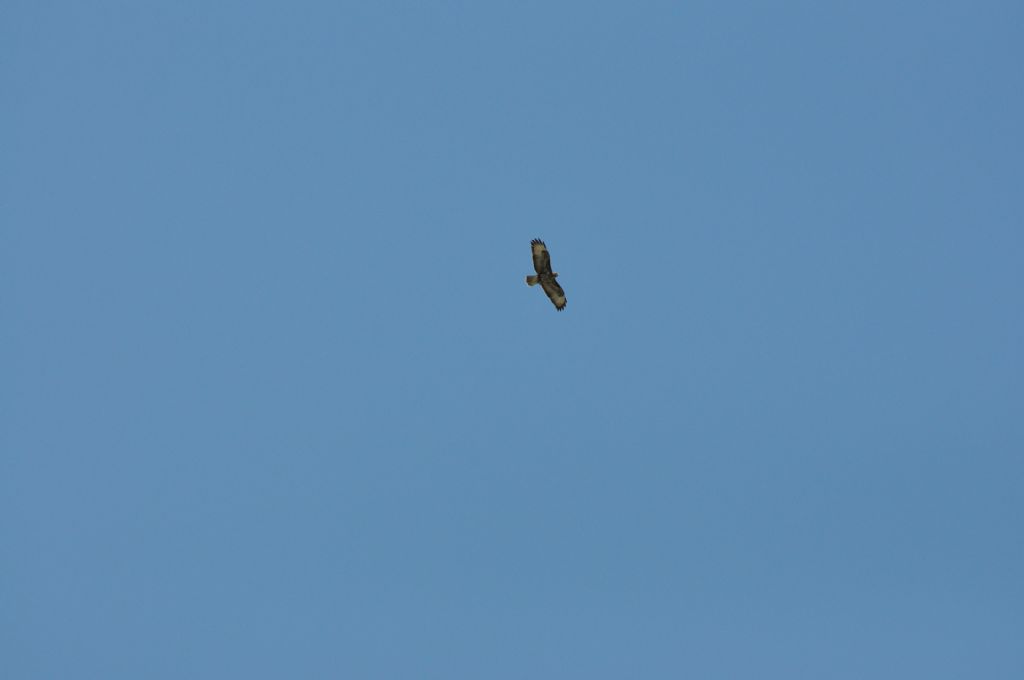 Poiana (Buteo buteo)??