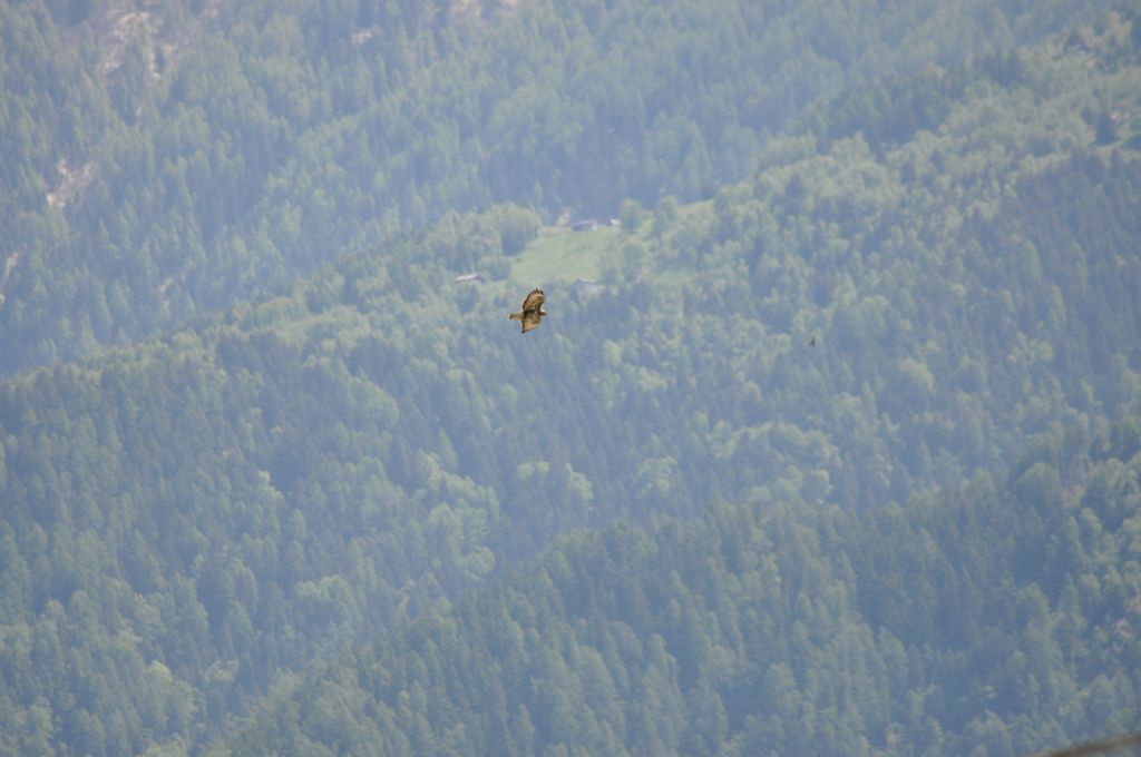 Poiana (Buteo buteo)??