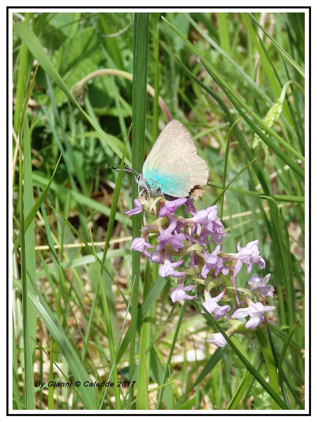 Farfalla da id - Callophrys rubi, Lycaenidae