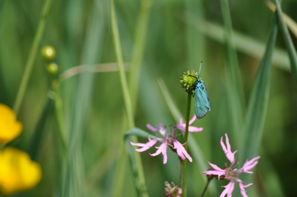 Piccola farfallina da id - Adscita o Jordanita sp., Zygaenidae