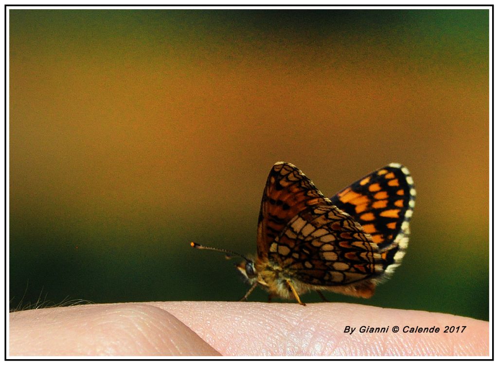 Farfalla da id - Melitaea nevadensis, Nymphalidae