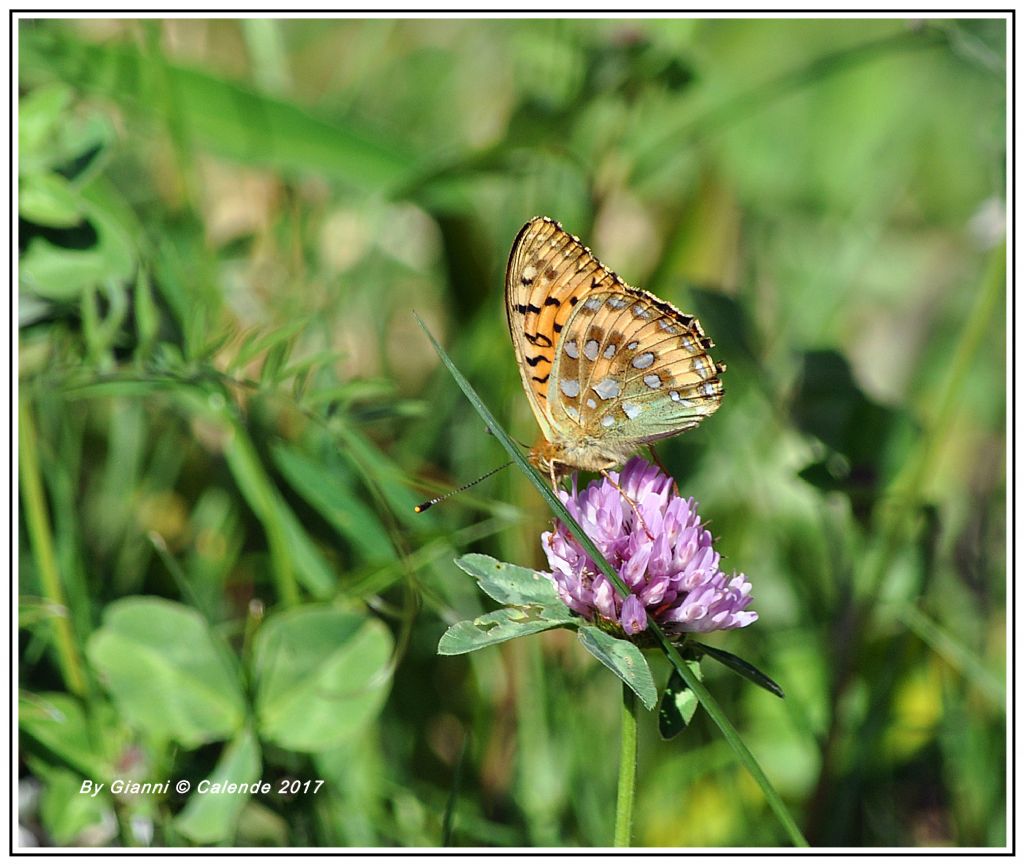 Farfalla da id - Argynnis (Mesoacidalia) aglaja, Nymphalidae