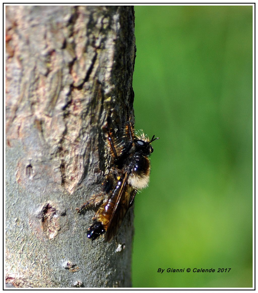 Insetto da id: Laphria flava (Asilidae)