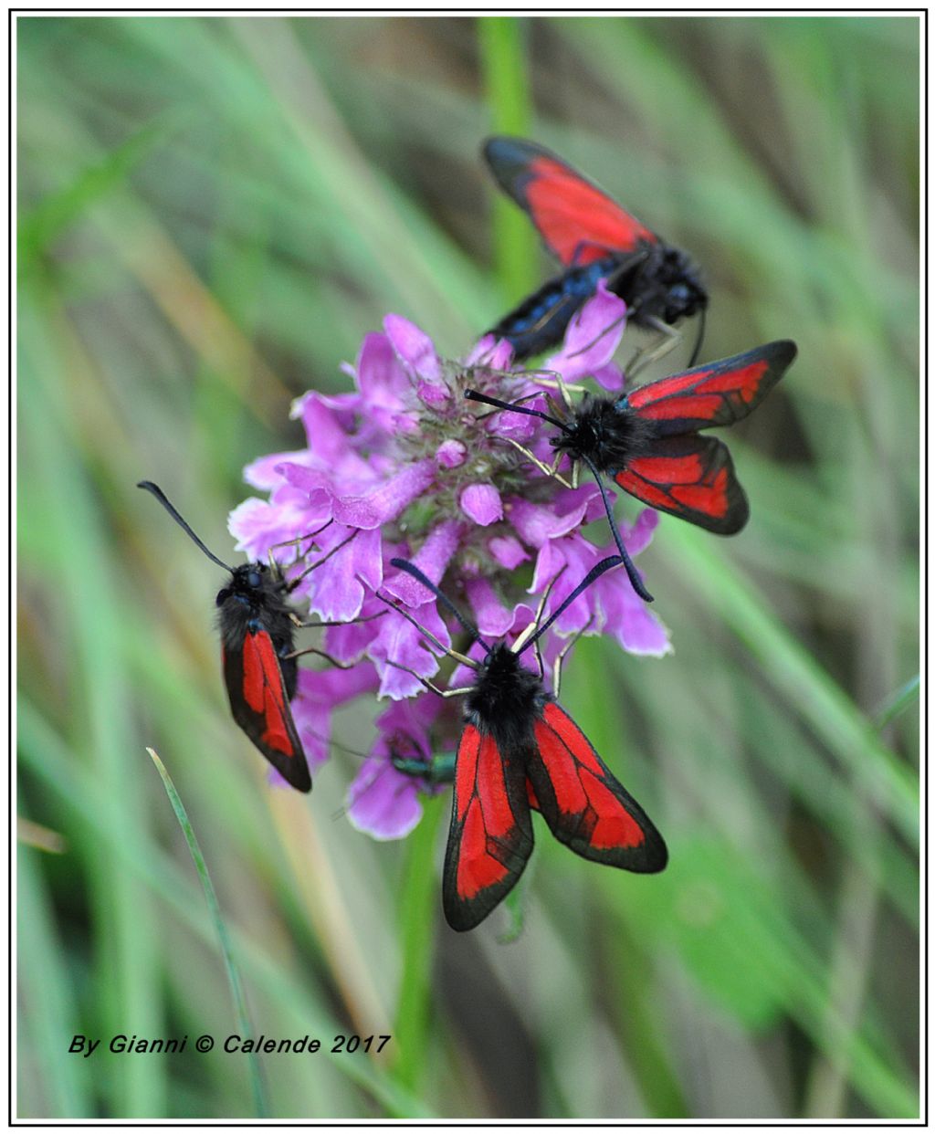 Zygaena loti? No, Zygaena (Mesembrynus) purpuralis, Zygaenidae