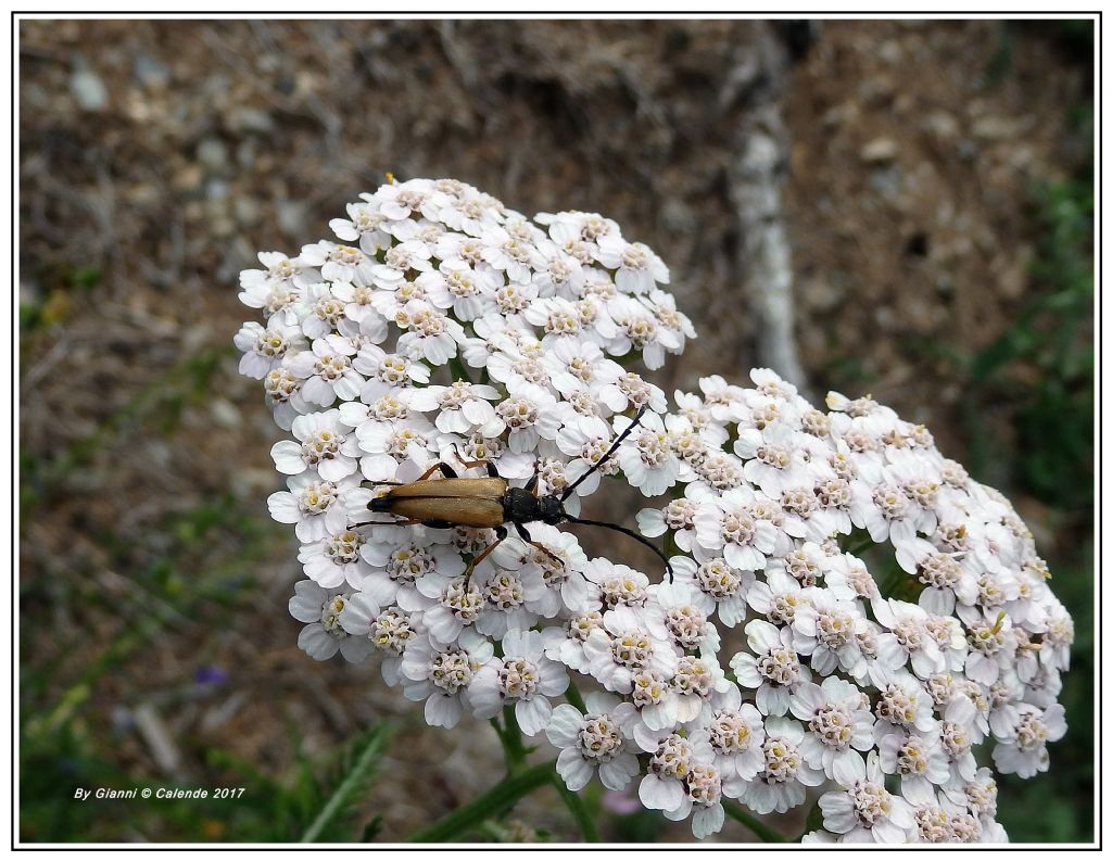 Cerambycidae: Stictoleptura rubra,  maschio