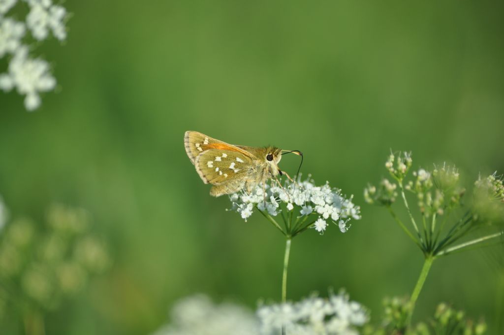 Una conferma Ochlodes sylvanus Hesperiidae?