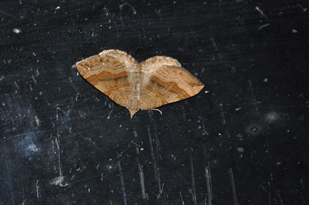 Falena da Id - Scotopteryx chenopodiata, Geometridae