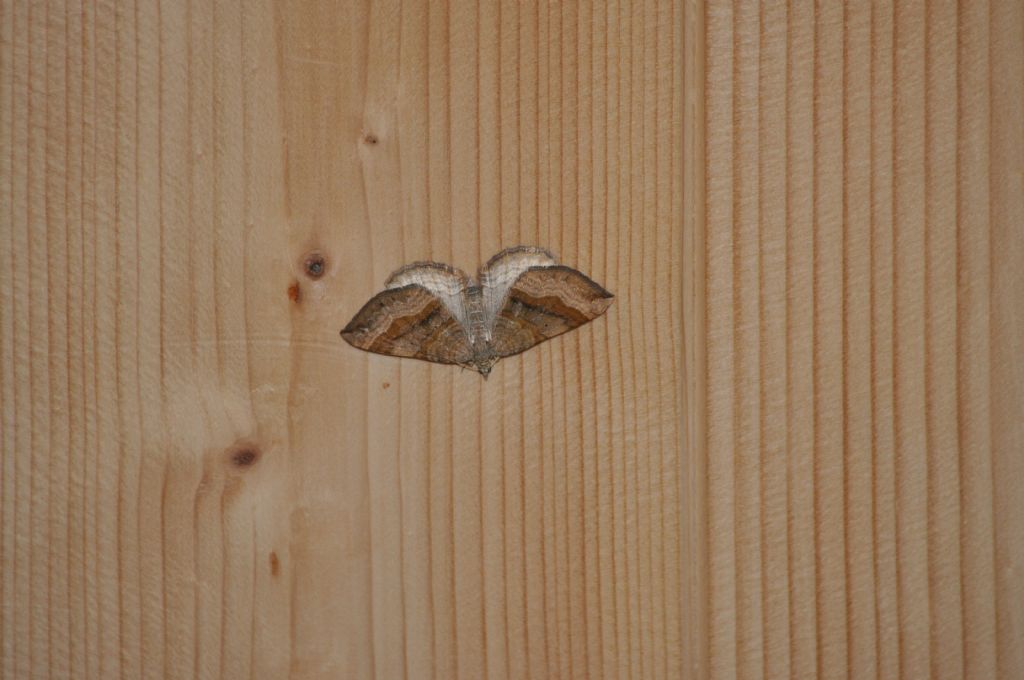 Falena da Id - Scotopteryx chenopodiata, Geometridae