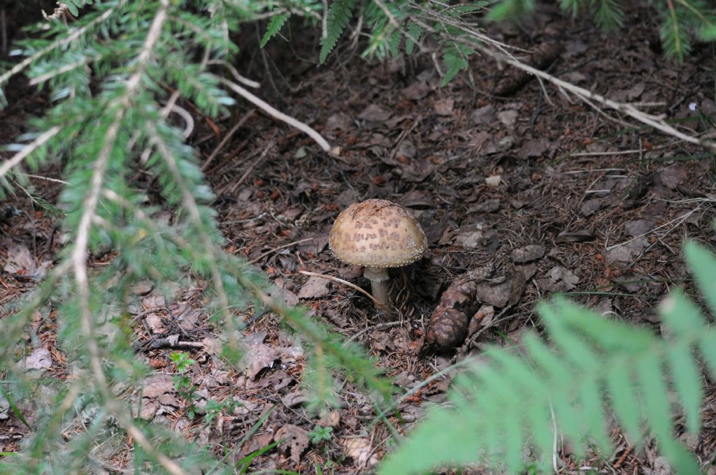 Amanita da id