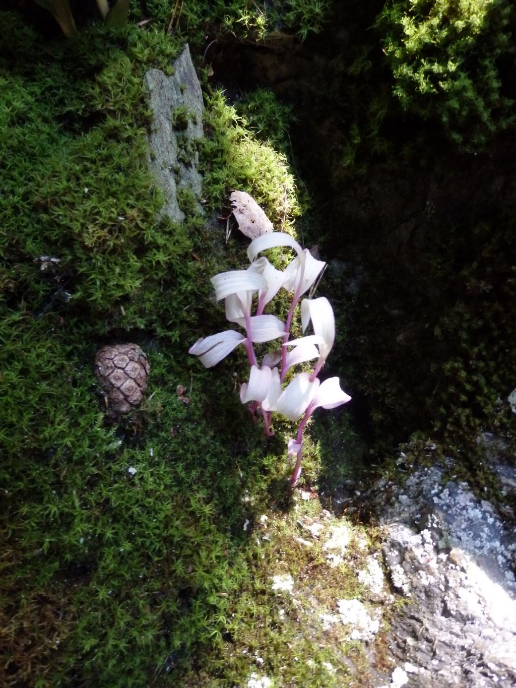 Apocromia in Epipactis sp.