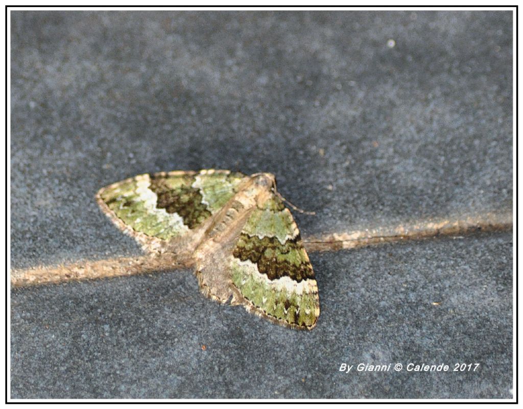 Falena da Id.  Colostygia olivata - Geometridae