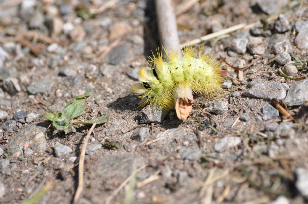 Bruco da id - Calliteara pudibunda, Erebidae Lymantriinae