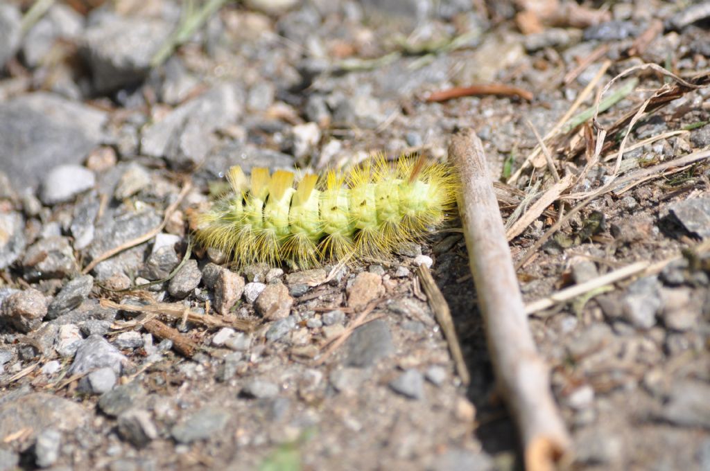 Bruco da id - Calliteara pudibunda, Erebidae Lymantriinae