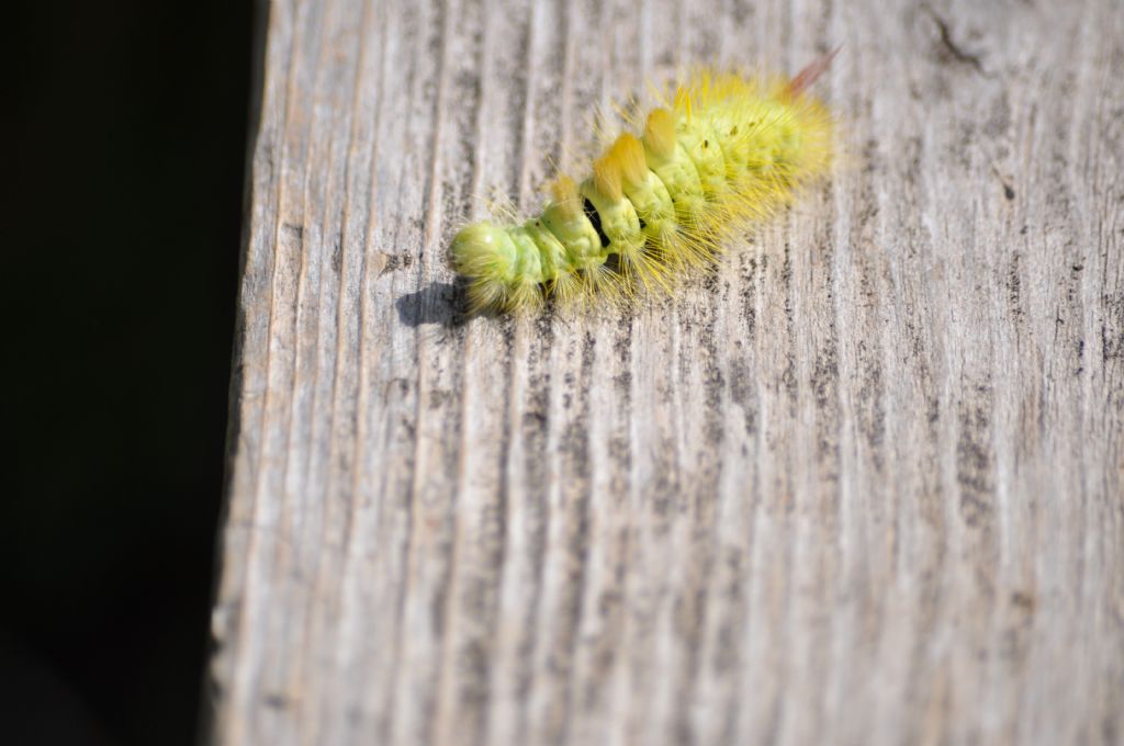 Bruco da id - Calliteara pudibunda, Erebidae Lymantriinae