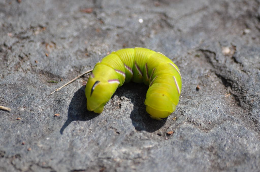 Bruco da id - Sphinx ligustri, Sphingidae