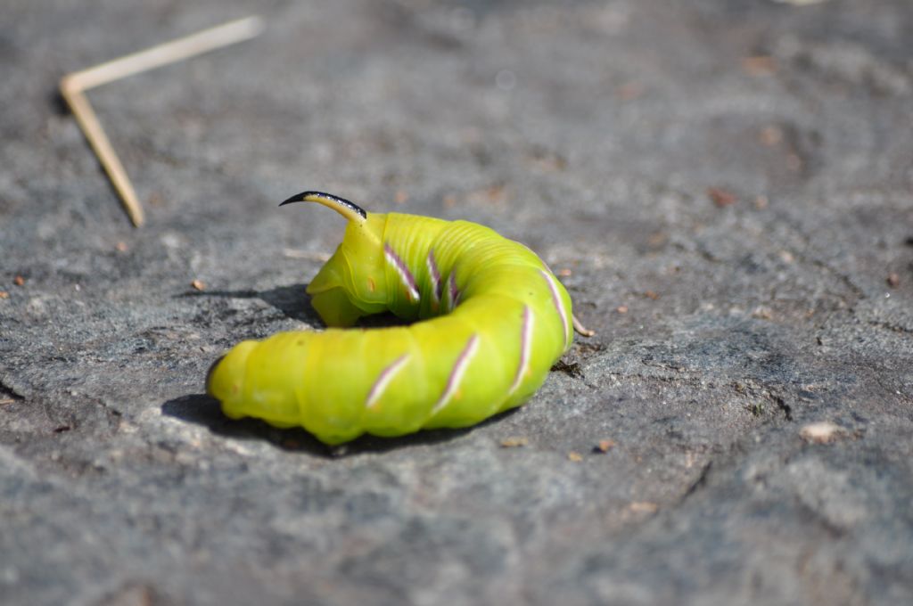 Bruco da id - Sphinx ligustri, Sphingidae