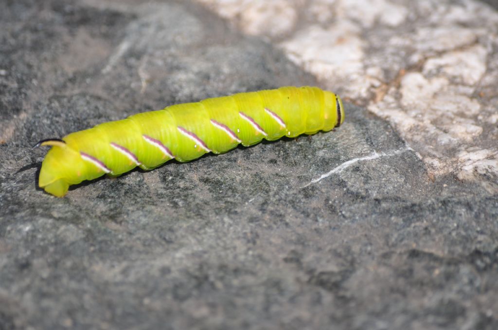 Bruco da id - Sphinx ligustri, Sphingidae