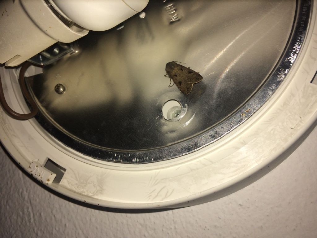 Falena da Id - Agrotis exclamationis, Noctuidae