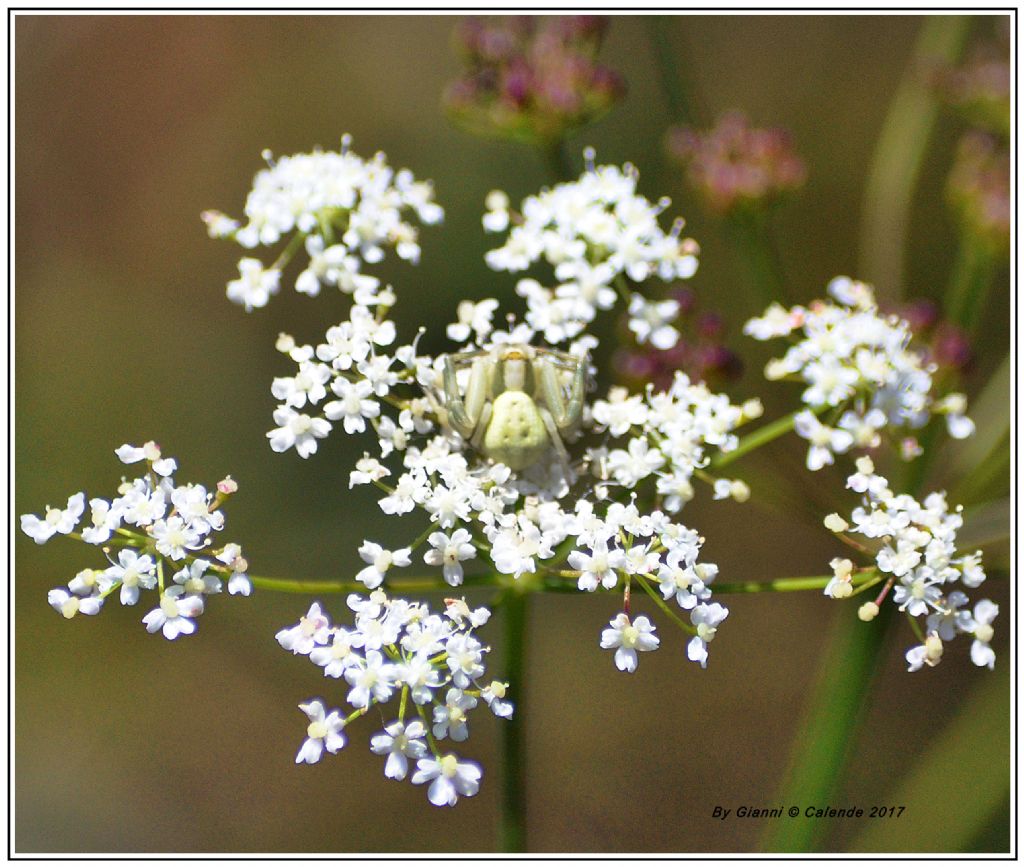 Misumena vatia - Pian di Gembro (SO)