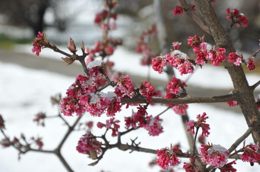 Viburnum x bodnantense ''Dawn'' (Caprifoliaceae)