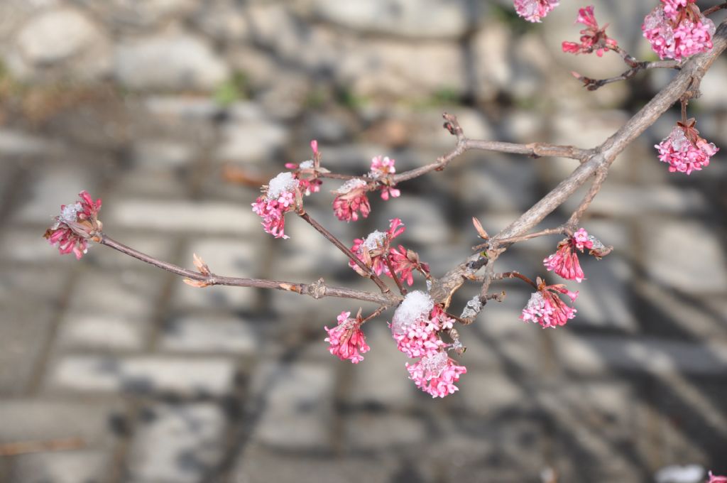 Viburnum x bodnantense ''Dawn'' (Caprifoliaceae)