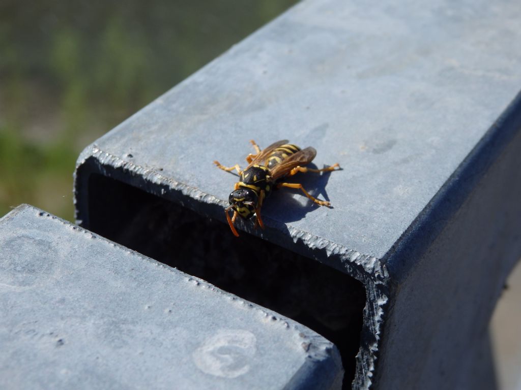 Vespula da id: Polistes dominula (cfr.)