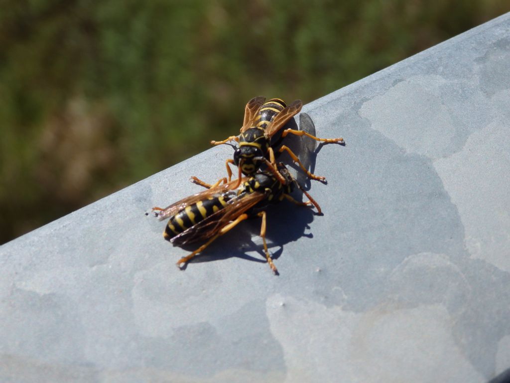 Vespula da id: Polistes dominula (cfr.)