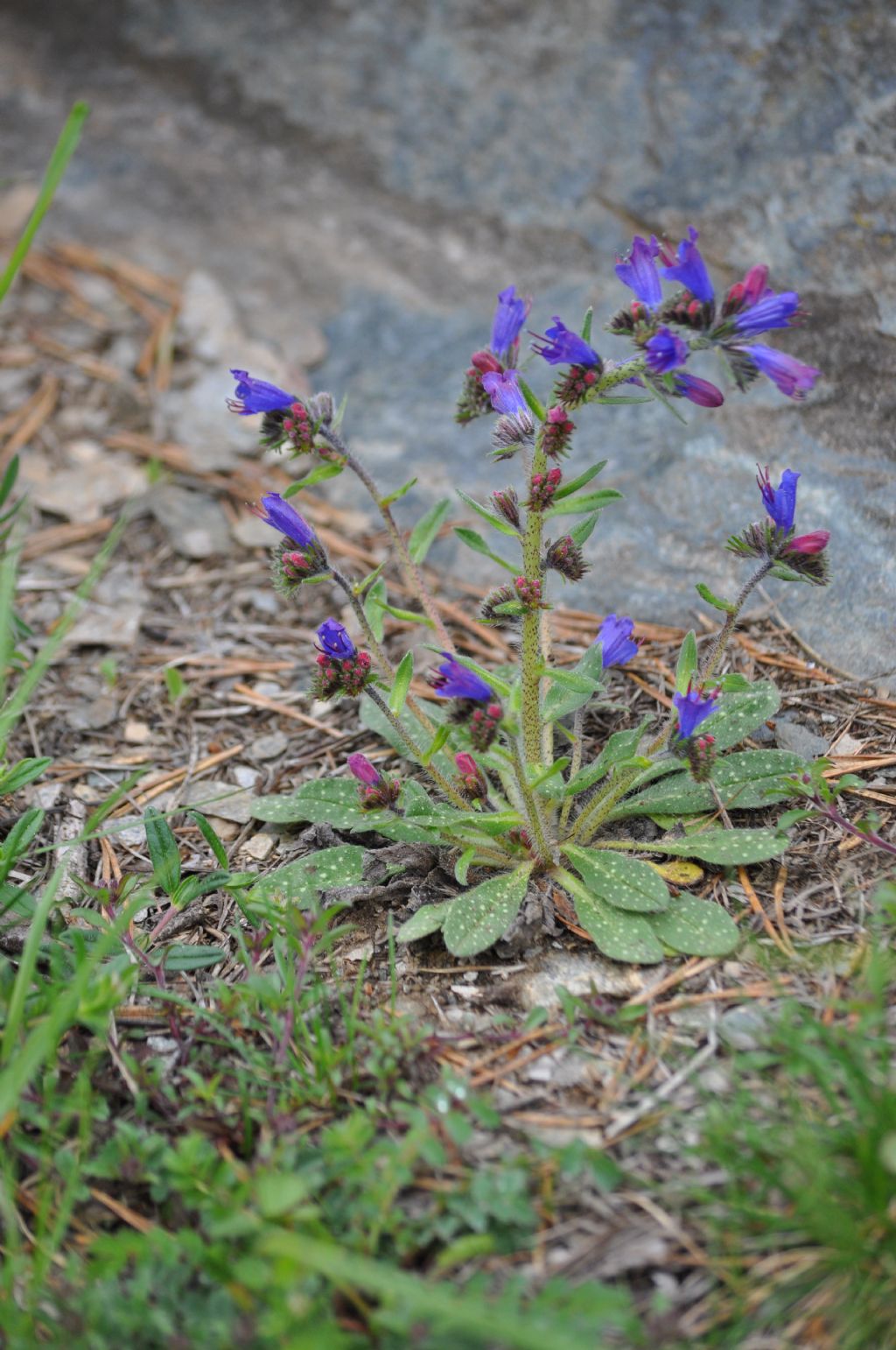 Echium da id