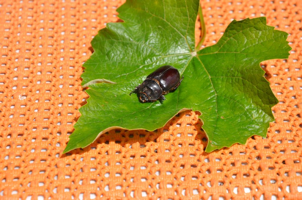 Oryctes nasicornis corniculatus ♀ ?...Oryctes nasicornis