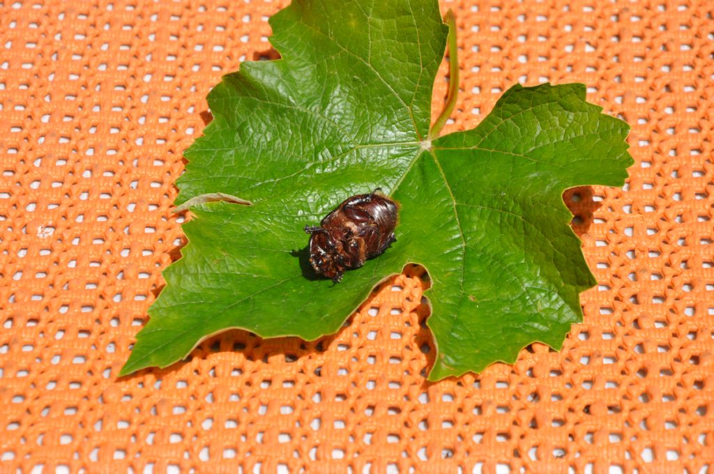 Oryctes nasicornis corniculatus ♀ ?...Oryctes nasicornis