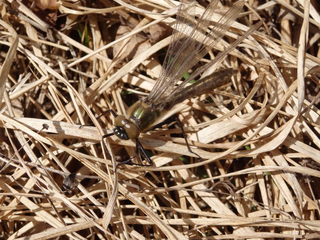 Cordulia aenea