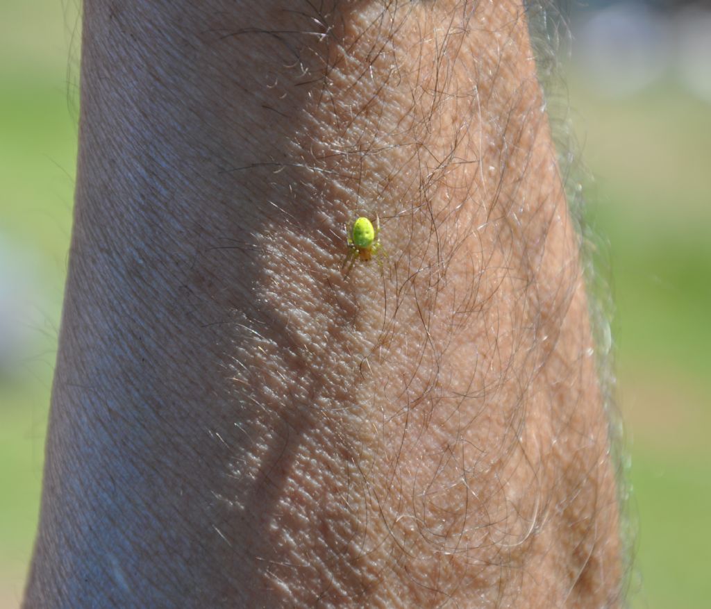 Araniella sp. - Pian di Gembro (SO)