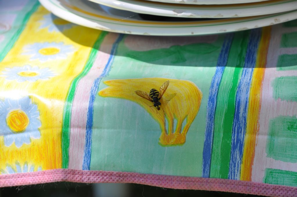 Syrphidae: Chrysotoxum sp.