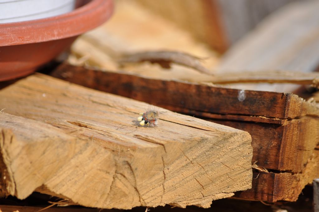 Bruco da id: Orgyia (Orgyia) antiqua - Erebidae