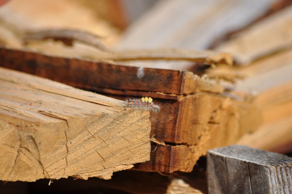 Bruco da id: Orgyia (Orgyia) antiqua - Erebidae