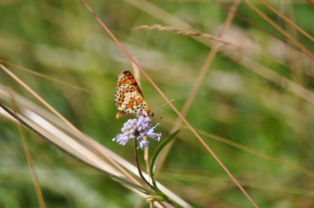 Melitaea didyma??