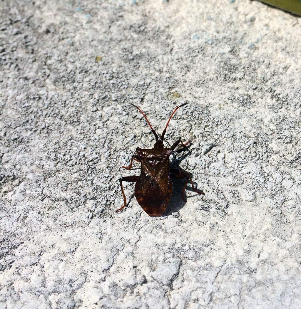 Coreidae: Coreus marginatus