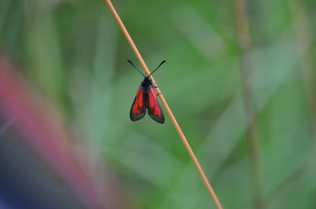 Zygaena