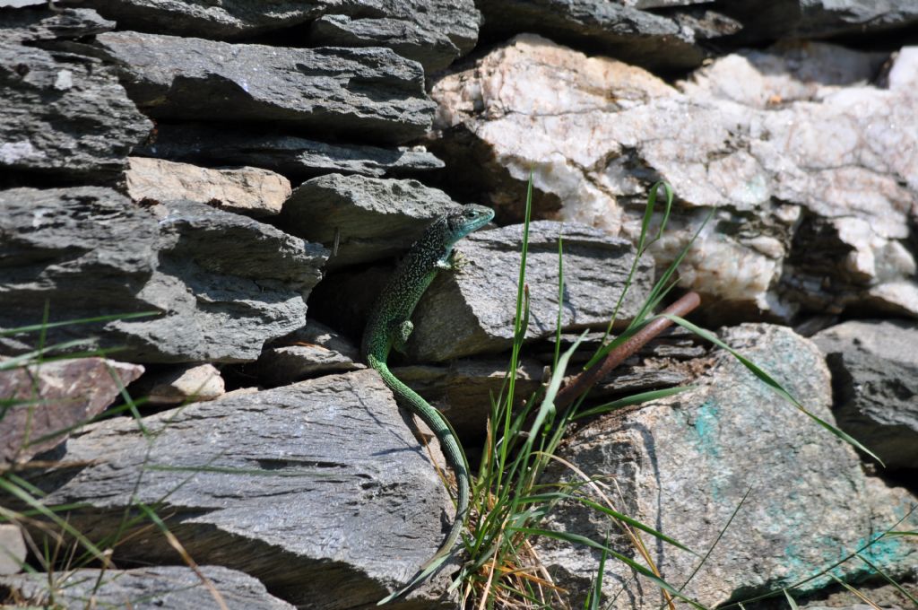 Ramarro: giovane Lacerta bilineata