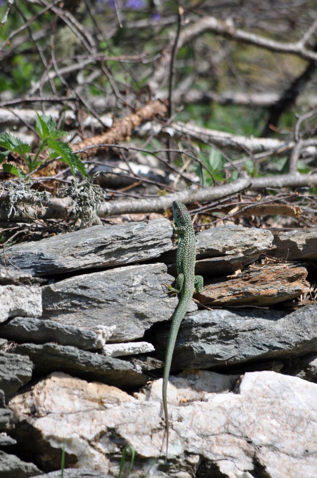 Ramarro: giovane Lacerta bilineata
