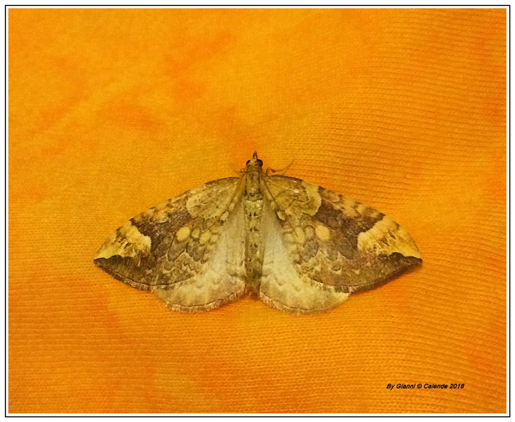 Geometridae: Eulithis populata